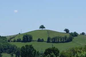 arbrevallon.jpg